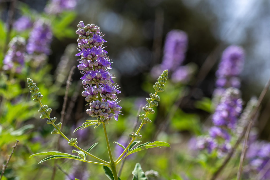 Unlocking Nature's Secret: Exploring the Health Benefits of Vitex Berry Tea